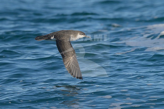 Juvenile Manx shearwater (Puffinus puffinus) flying, with the sea as background. stock-image by Agami/Sylvain Reyt,