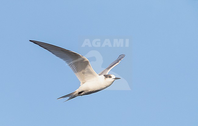 First-winter Arctic Tern (Sterna paradisaea) in flight at sea off the Azores. Seen from the side, showing under wing pattern. stock-image by Agami/Marc Guyt,