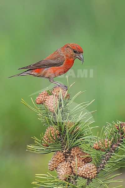 Adult male
Jefferson Co., CO
June 2023 stock-image by Agami/Brian E Small,