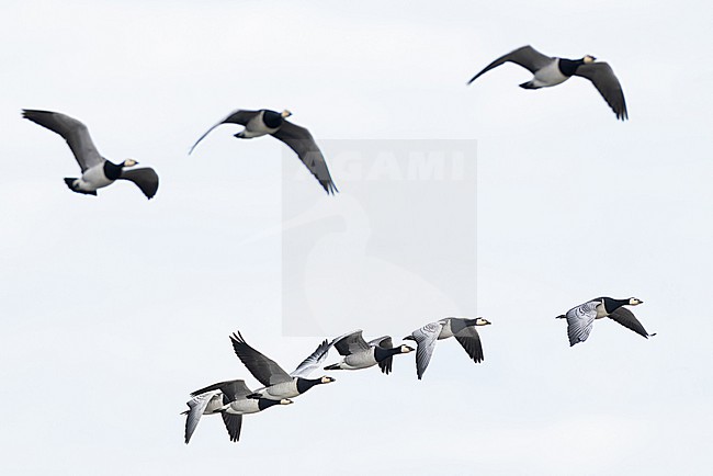 flock of barnacle goose (branta leucopsis) in flight during autumn migration, found at Fehmarn at the Baltic Sea in Germany stock-image by Agami/Mathias Putze,