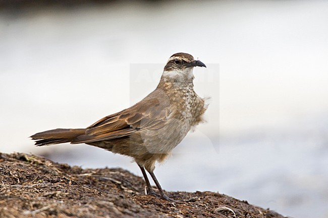 Grootsnavelwipstaart; Stout-billed Cinclodes stock-image by Agami/Marc Guyt,