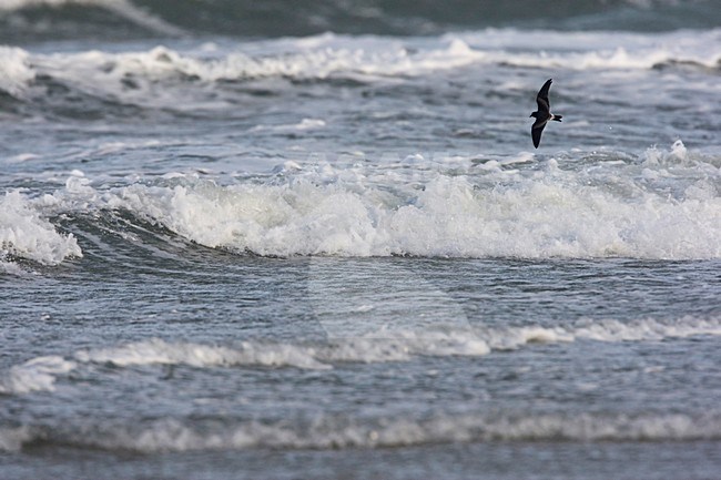 Vaal Stormvogeltje vliegend; Leachs Storm-petrel flying stock-image by Agami/Arie Ouwerkerk,