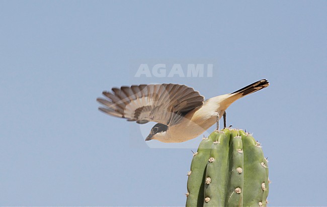 Volwassen Roodkopklauwier; Adult Woodchat Shrike stock-image by Agami/Markus Varesvuo,