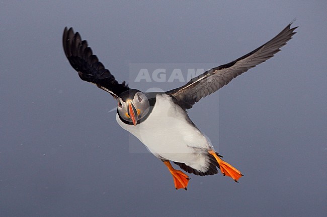 Papegaaiduiker vliegend in de sneeuw; Atlantic Puffin flying in snow stock-image by Agami/Jari Peltomäki,