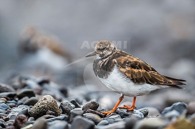 Ruddy Turnstone (Arenaria interpres) in winter on rocks stock-image by Agami/Daniele Occhiato,