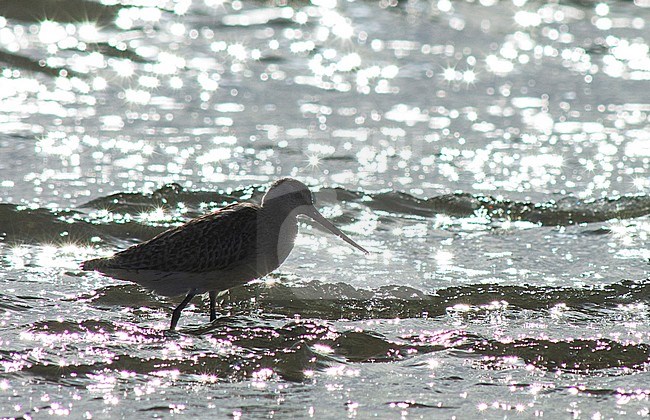 Bar-tailed Godwit (Limosa lapponica) on the beach of Vlieland, Netherlands, during autumn. Photographed with strong backlight. stock-image by Agami/Marc Guyt,