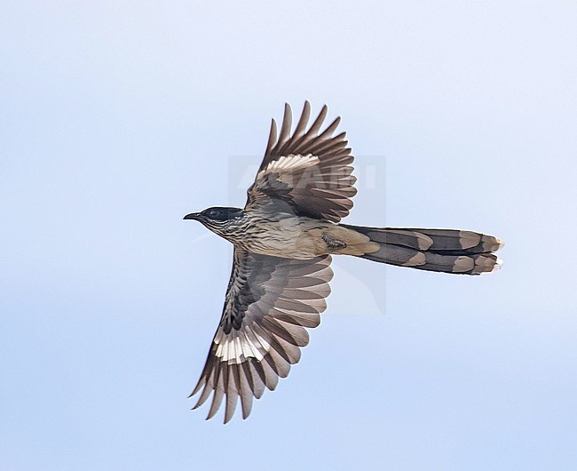 Levaillant's cuckoo (Clamator levaillantii) in South Africa. stock-image by Agami/Pete Morris,