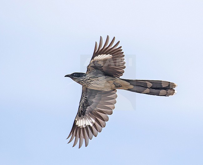 Levaillant's cuckoo (Clamator levaillantii) in South Africa. stock-image by Agami/Pete Morris,