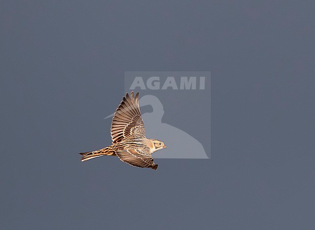 Vliegende IJsgors op doortrek op Vlieland; Migrating Lapland Bunting (Calcarius lapponicus) stock-image by Agami/Marc Guyt,
