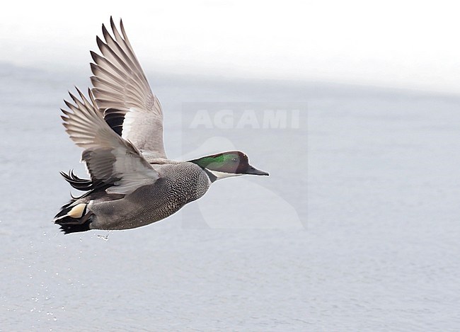 Adult male Falcated Duck (Mareca falcata) in flight, showing under wing pattern. Wintering individual in Japan. stock-image by Agami/Jari Peltomäki,