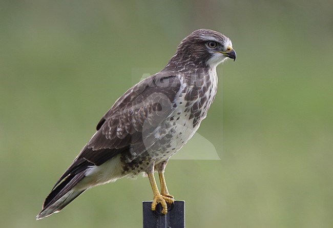 Buizerd zittend op een paal; Common Buzzard perched on pole stock-image by Agami/Reint Jakob Schut,