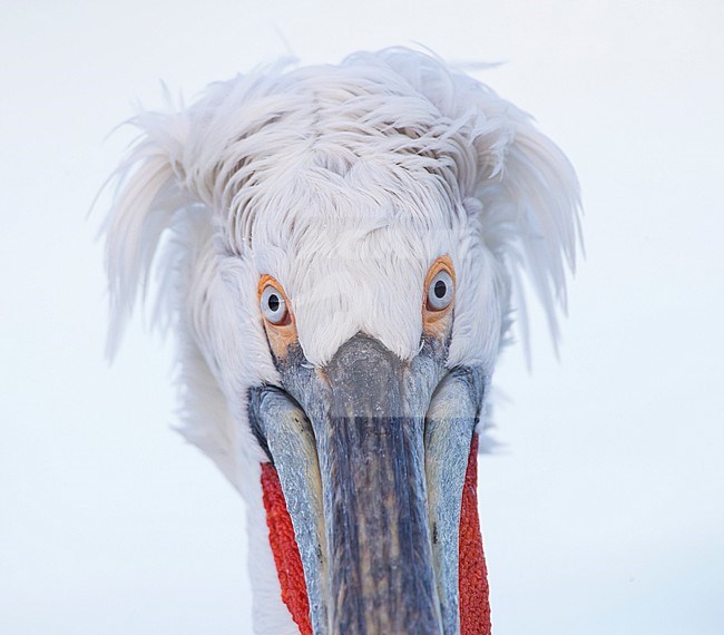 Close-up of adult Dalmatian Pelican (Pelecanus crispus) at Lake Kerkini, Greece stock-image by Agami/Marc Guyt,