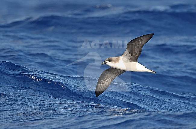 The population of Fea's Petrel (Pterodroma feae deserta) that  breed near Madeira at the Desertas Islands is sometimes split into Desertas Petrel (Pterodroma deserta). stock-image by Agami/Eduard Sangster,