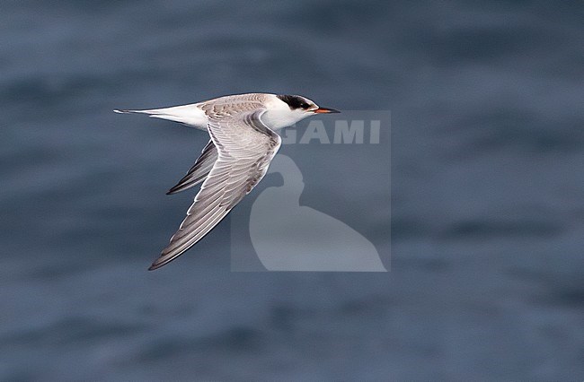 First-winter Common Tern (Sterna hirundo) stock-image by Agami/David Monticelli,