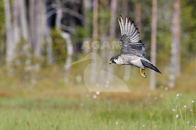 Peregrine (Falco peregrinus) Vaala Finland June 2017 stock-image by Agami/Markus Varesvuo,
