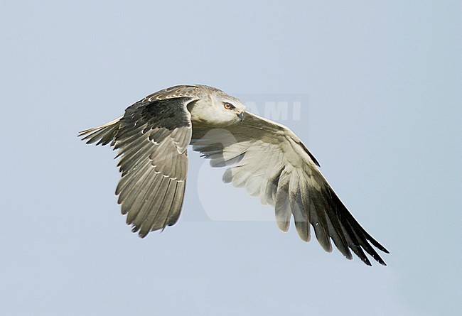 Black-shouldered Kite (Elanus caeruleus caeruleus) juvenile perching in Acacia tree stock-image by Agami/Dick Forsman,