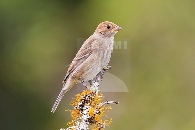 Indigogors, Indigo Bunting; Passerina cyanea stock-image by Agami/David Monticelli,