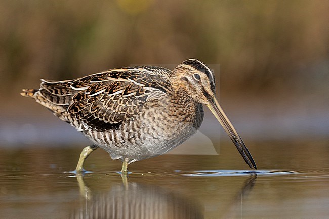 Watersnip foeragerend stock-image by Agami/Han Bouwmeester,