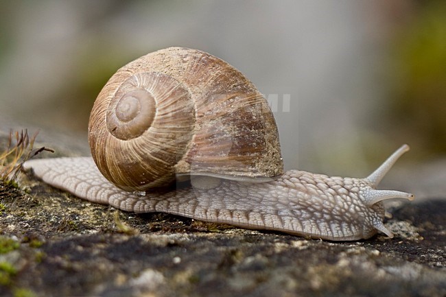 Wijngaardslak; Burgundy snail stock-image by Agami/Arnold Meijer,