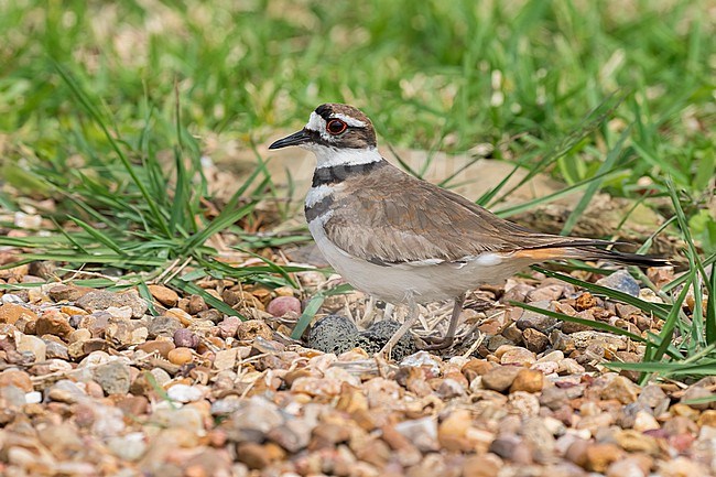 Adult on nest
Galveston Co., TX
April 2023 stock-image by Agami/Brian E Small,