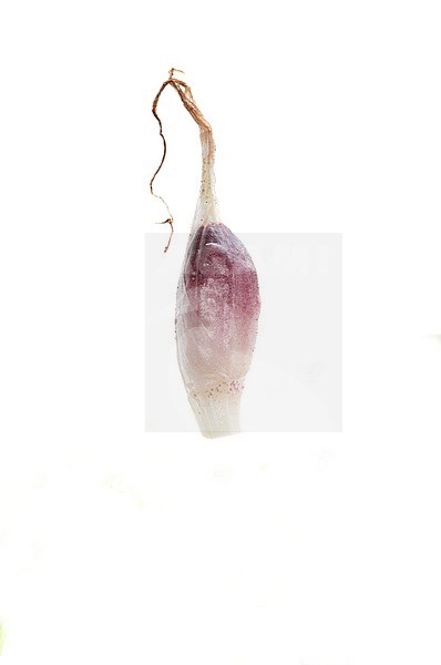 Seed pod stock-image by Agami/Wil Leurs,