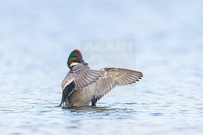 Bronskopeend, Falcated Duck, Mareca falcata stock-image by Agami/Menno van Duijn,