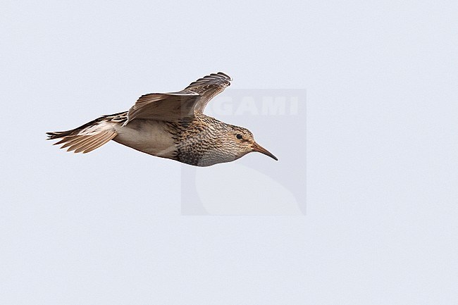 Adult male breeding
Barrow, AK
June 2010 stock-image by Agami/Brian E Small,