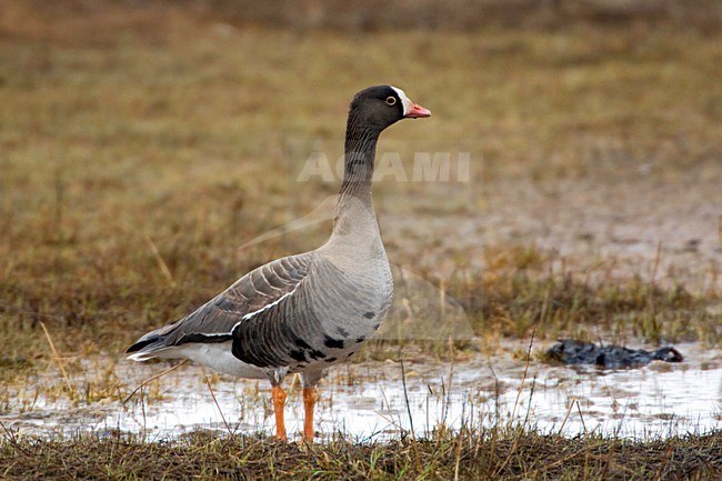 Dwerggans; Lesser White-fronted Goose, Varanger, Norway, June 2008 stock-image by Agami/Jari Peltomäki,