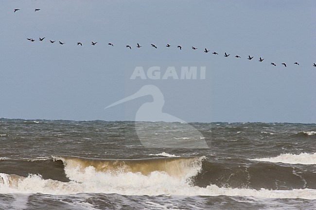 Rotganzen vliegend boven zee; Dark-bellied Brent Geese flying over sea stock-image by Agami/Menno van Duijn,