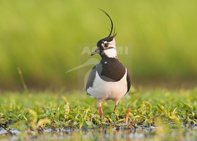 Adulte Kievit in nat weiland; Northern Lapwing in wet field stock-image by Agami/Hans Germeraad,