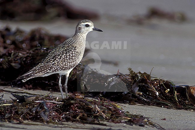Juvenile American Golden Plover (Pluvialis dominica) standing on the beach at Ventura Co., California, during autumn. stock-image by Agami/Brian E Small,