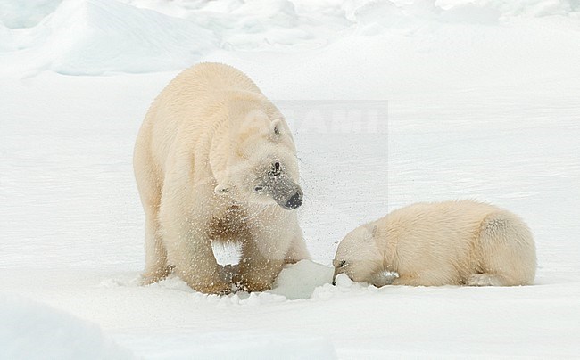 Polar bear (Ursus maritimus) adult shaking the water of it's head with cub near it stock-image by Agami/Roy de Haas,