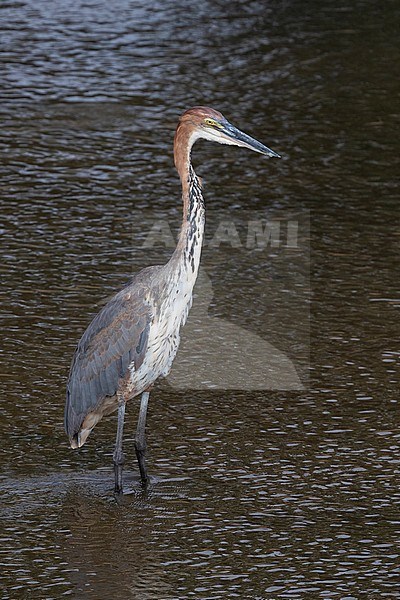 Goliath Heron (Ardea goliath), immature standing in the water, Kruger National Park, Mpumalanga, South Africa stock-image by Agami/Saverio Gatto,