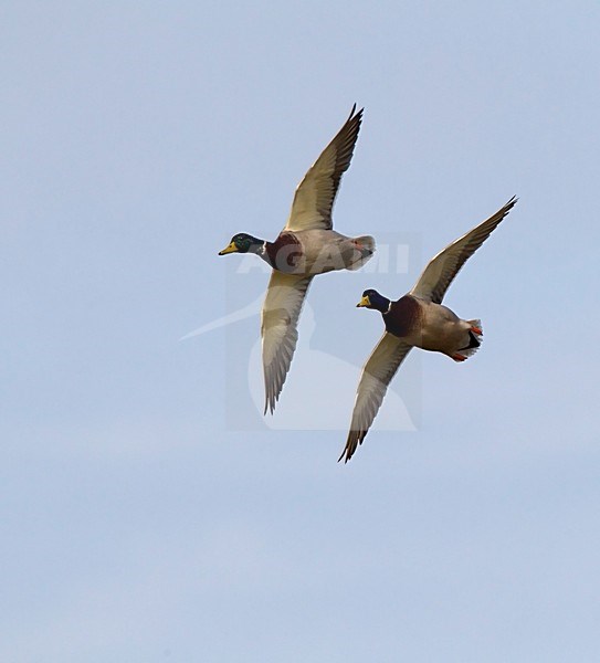 Mannetjes Wilde Eend vliegend, Male Mallard in flight stock-image by Agami/Roy de Haas,