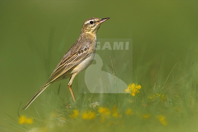 Adult Tawny Pipit (Anthus campestris) in standing on the ground, between green spring grass, in France. stock-image by Agami/Daniele Occhiato,