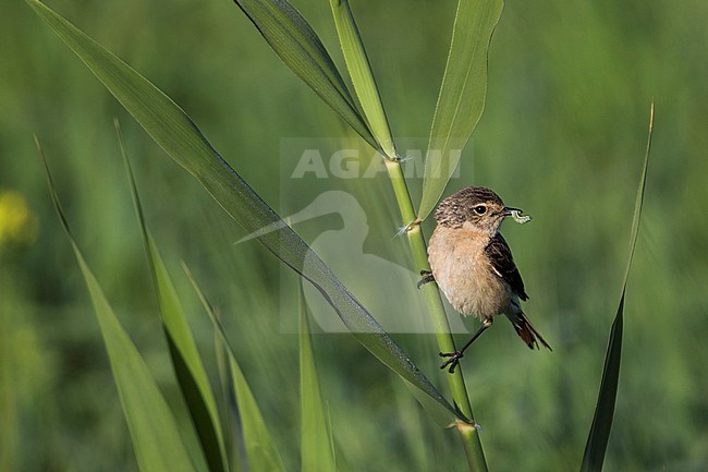 Siberian Stonechat - Pallasschwarzkehlchen - Saxicola maurus, Kyrgyzstan, adult female stock-image by Agami/Ralph Martin,