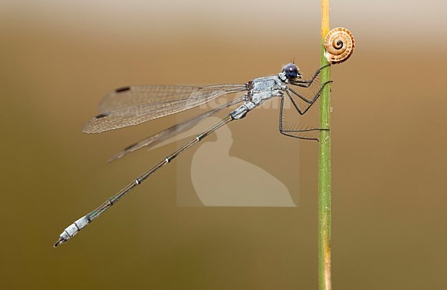Imago Grote pantserjuffer; Adult Dark Spreadwing stock-image by Agami/Fazal Sardar,