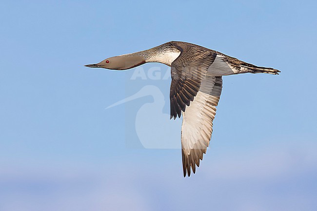 Red-throated Diver (Gavia stellata) in breeding plumage in northern Norway. stock-image by Agami/Daniele Occhiato,