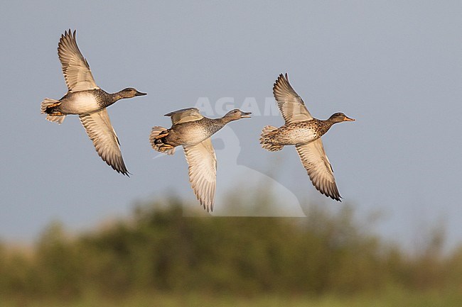 Gadwall - Schnatterente - Anas streperea, Germany, small flock in flight stock-image by Agami/Ralph Martin,