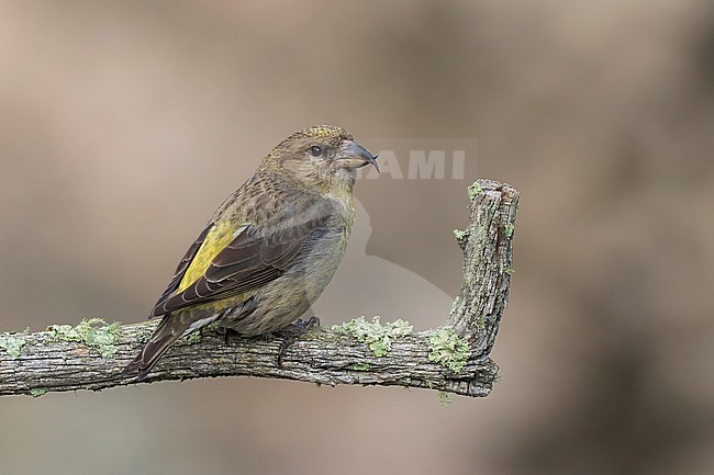 Adult female
Jefferson Co., CO
June 2023 stock-image by Agami/Brian E Small,