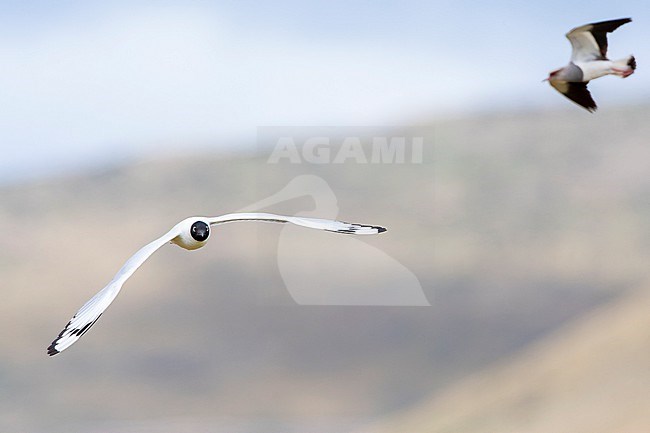 Adult Andean gull (Chroicocephalus serranus) in breeding plumage. Flying in Antisana Ecological reserve in the high mountains of Ecuador. With Southern Lapwing in the background. stock-image by Agami/Marc Guyt,