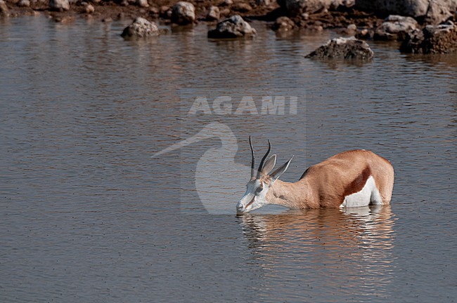 A springbok stands chest deep in a waterhole and drinks. Etosha National Park, Namibia. stock-image by Agami/Sergio Pitamitz,