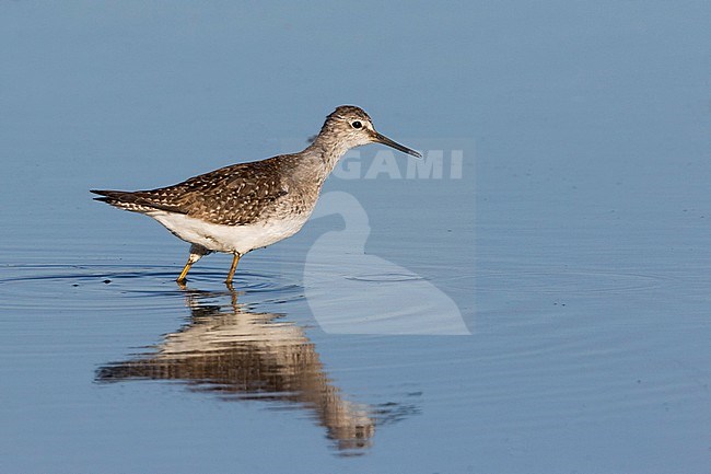 Lesser Yellowleg, Kleine Geelpootruiter, Tringa flavipes, Great Britain, adult stock-image by Agami/Ralph Martin,