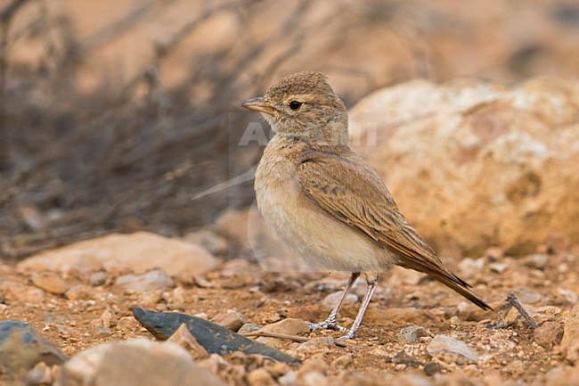 Rosse Woestijnleeuwerik; Bar-tailed Lark stock-image by Agami/Daniele Occhiato,