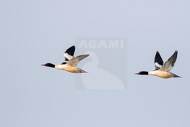 Goosander (Mergus merganser ssp. merganser) Germany, adult, male in flight stock-image by Agami/Ralph Martin,