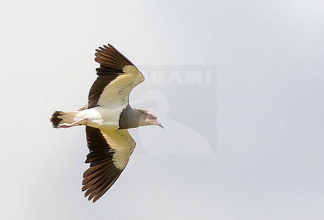 Andean Lapwing (Vanellus resplendens) in Ecuador. Flynig in a cloudy sky at Antisana nature reserve. stock-image by Agami/Marc Guyt,