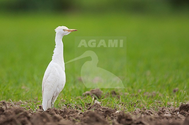 Adult Cattle Egret (Bubulcus ibis ibis), on an agricultural field on the island of Mallorca, Spain. Standing on ploughed field. stock-image by Agami/Ralph Martin,