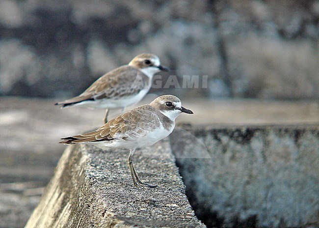 Mongoolse Plevier op Sulwasi; Lesser Sand Plover (Charadrius mongolus) wintering on Sulawesi stock-image by Agami/Pete Morris,