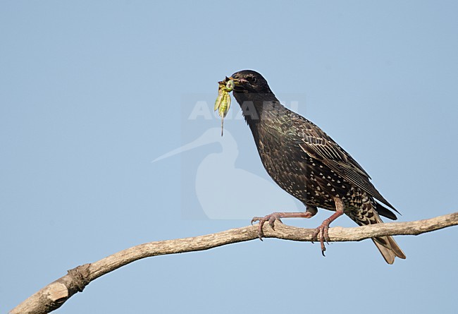 Volwassen Spreeuw met voer, Adult Common Starling with food stock-image by Agami/Markus Varesvuo,
