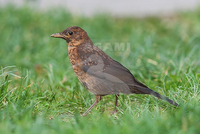 Eurasian Blackbird - Amsel - Turdus merula ssp. merula, Germany, juvenile stock-image by Agami/Ralph Martin,
